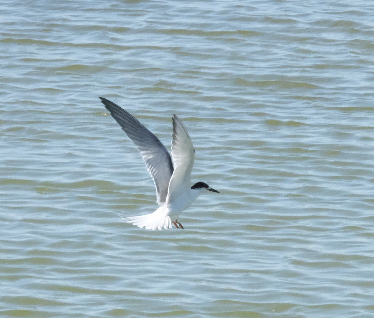 Common Tern - ML643266845