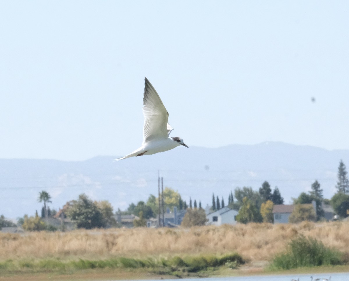 Common Tern - ML643266846