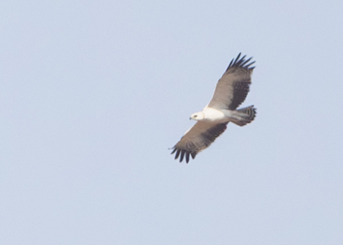 hawk sp. - ML643266860