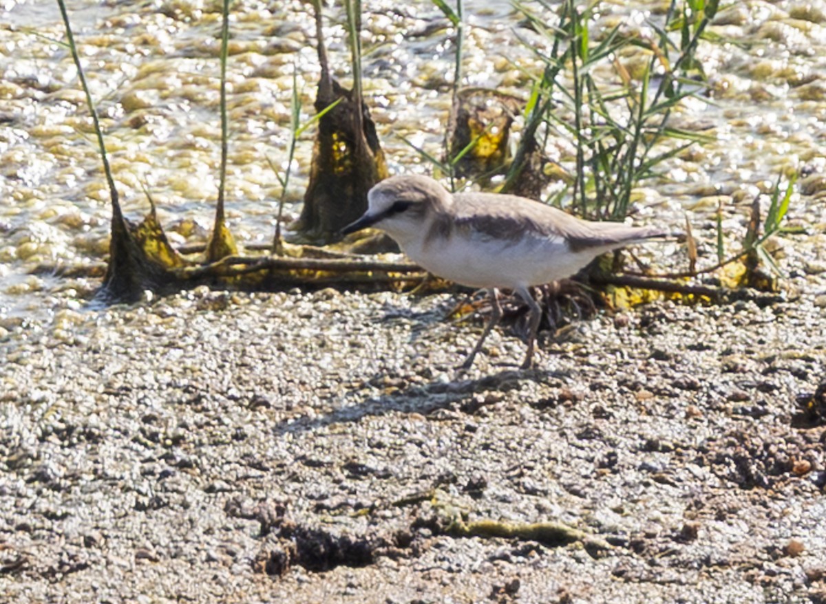 White-fronted Plover - ML643266868