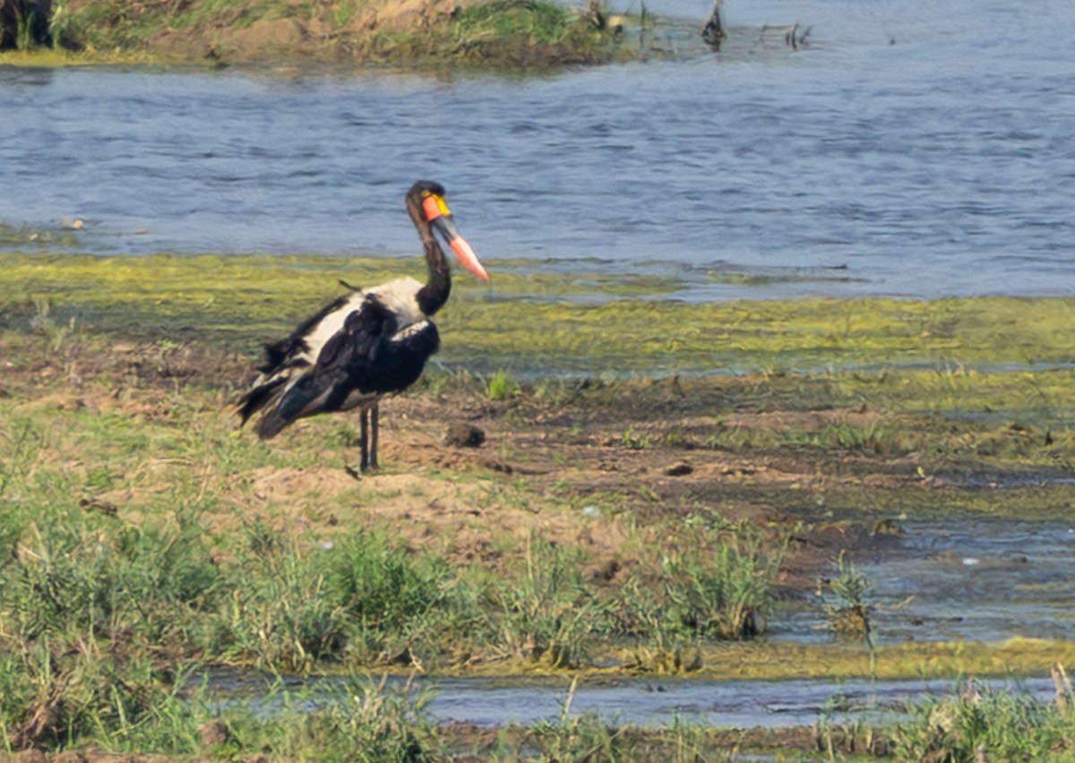 Saddle-billed Stork - ML643266869