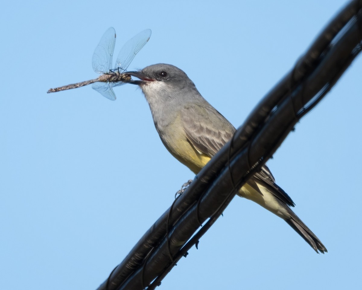 Cassin's Kingbird - ML643266885