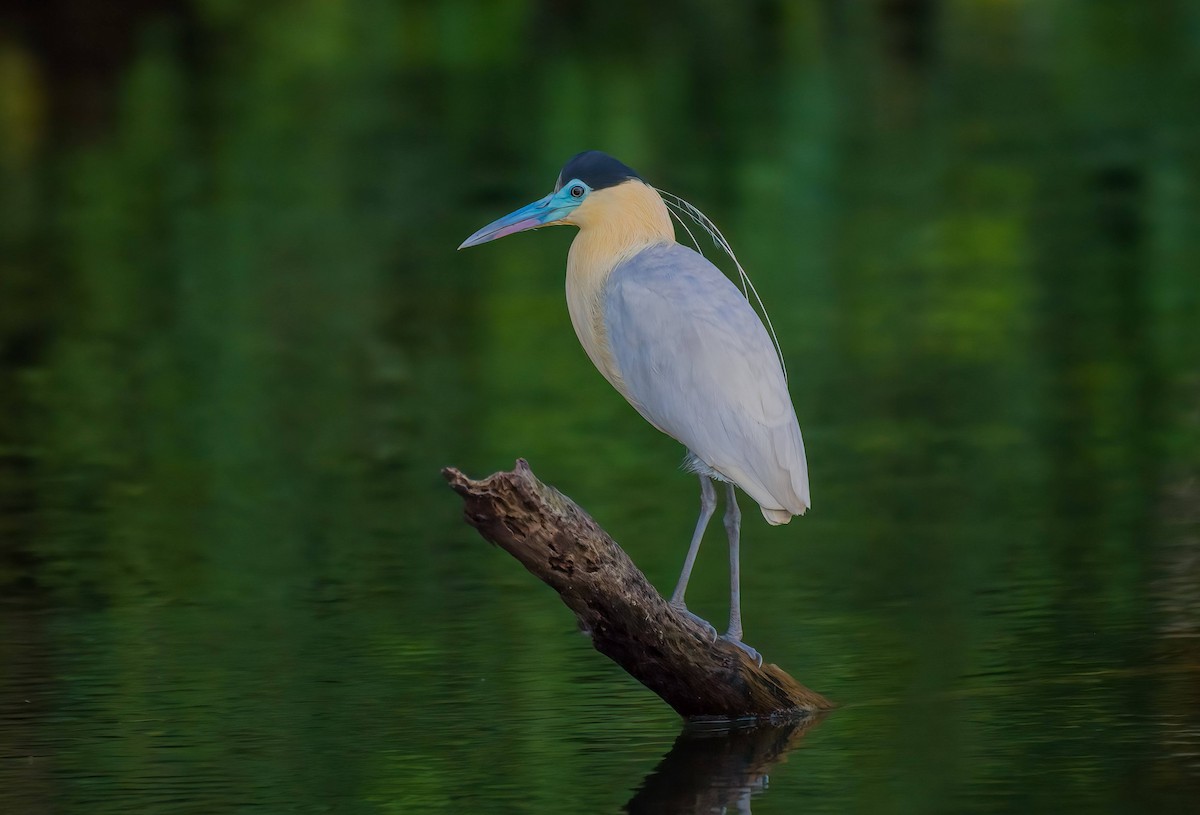 Capped Heron - ML643266903