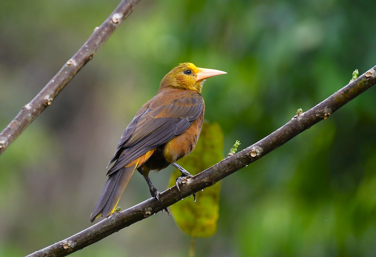 Russet-backed Oropendola - ML643266921