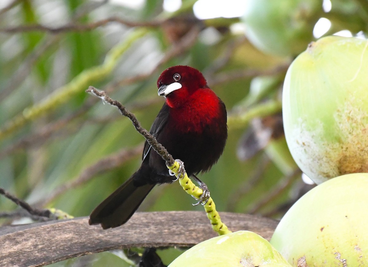 Silver-beaked Tanager - ML643266924