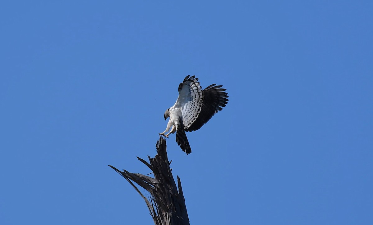 Crested Eagle - ML643266930