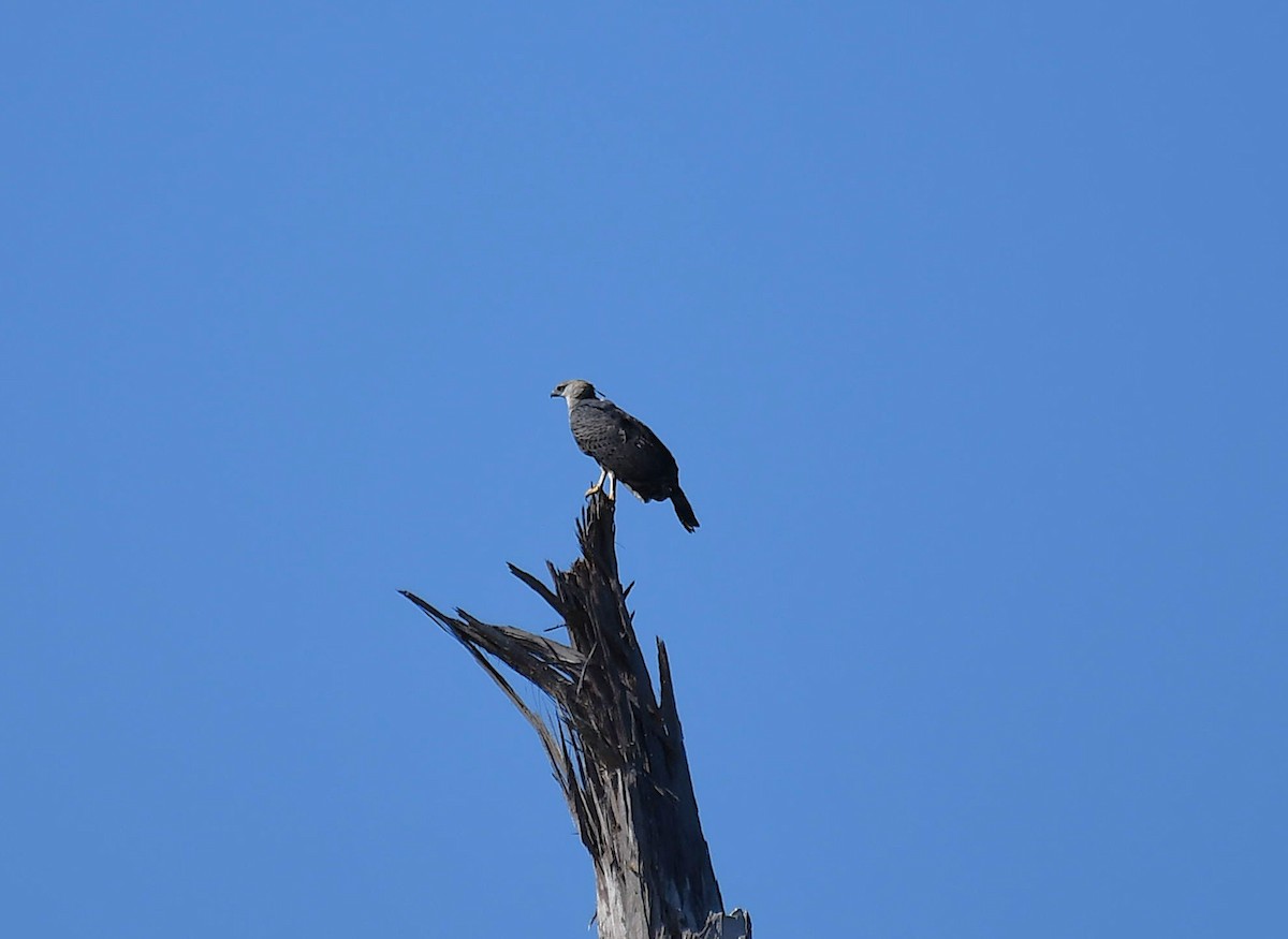 Crested Eagle - ML643266931