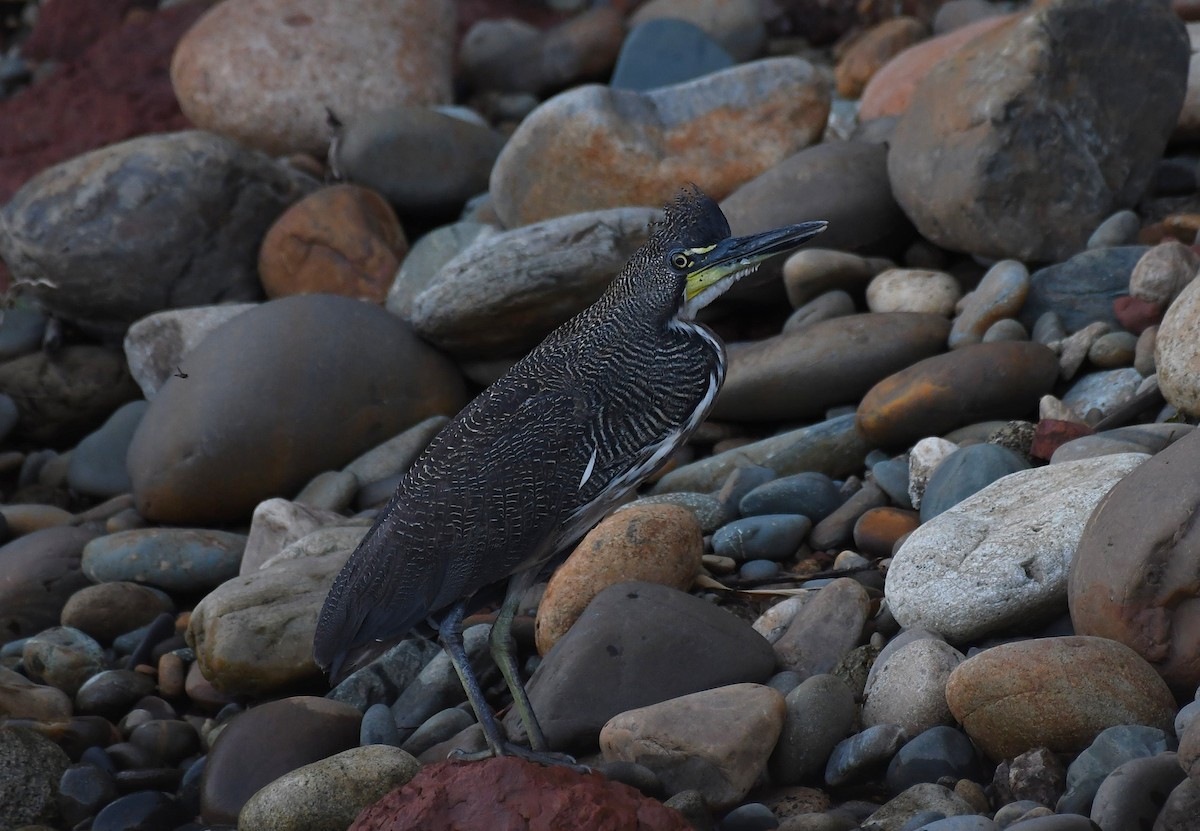 Fasciated Tiger-Heron - ML643266932