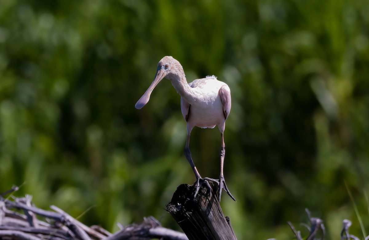Roseate Spoonbill - ML643266944