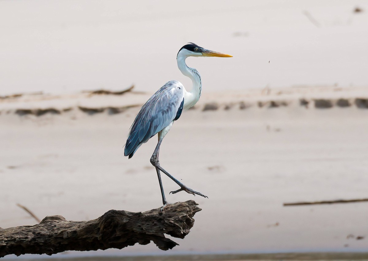 Cocoi Heron - ML643266946