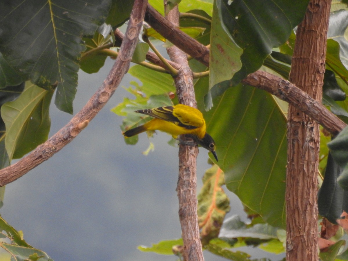 Black-hooded Oriole - ML643266949
