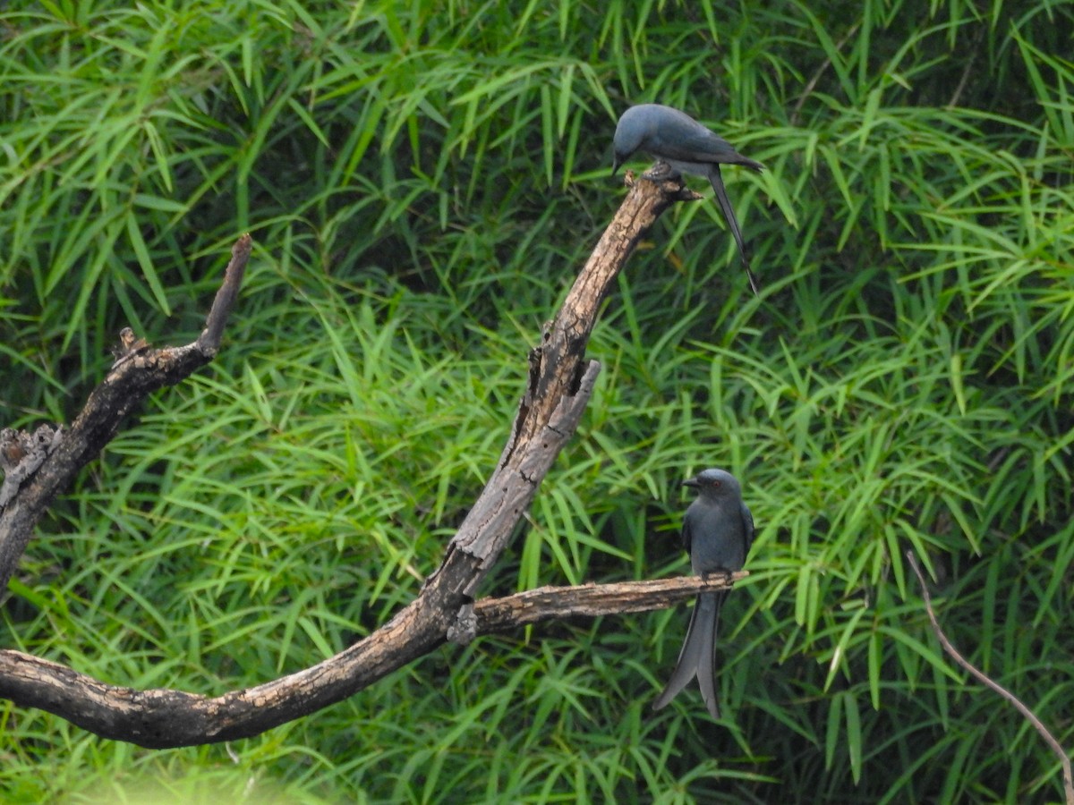 Ashy Drongo - ML643266964