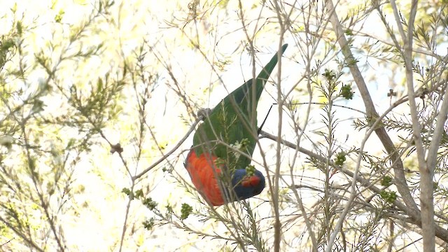Rainbow Lorikeet - ML643267055