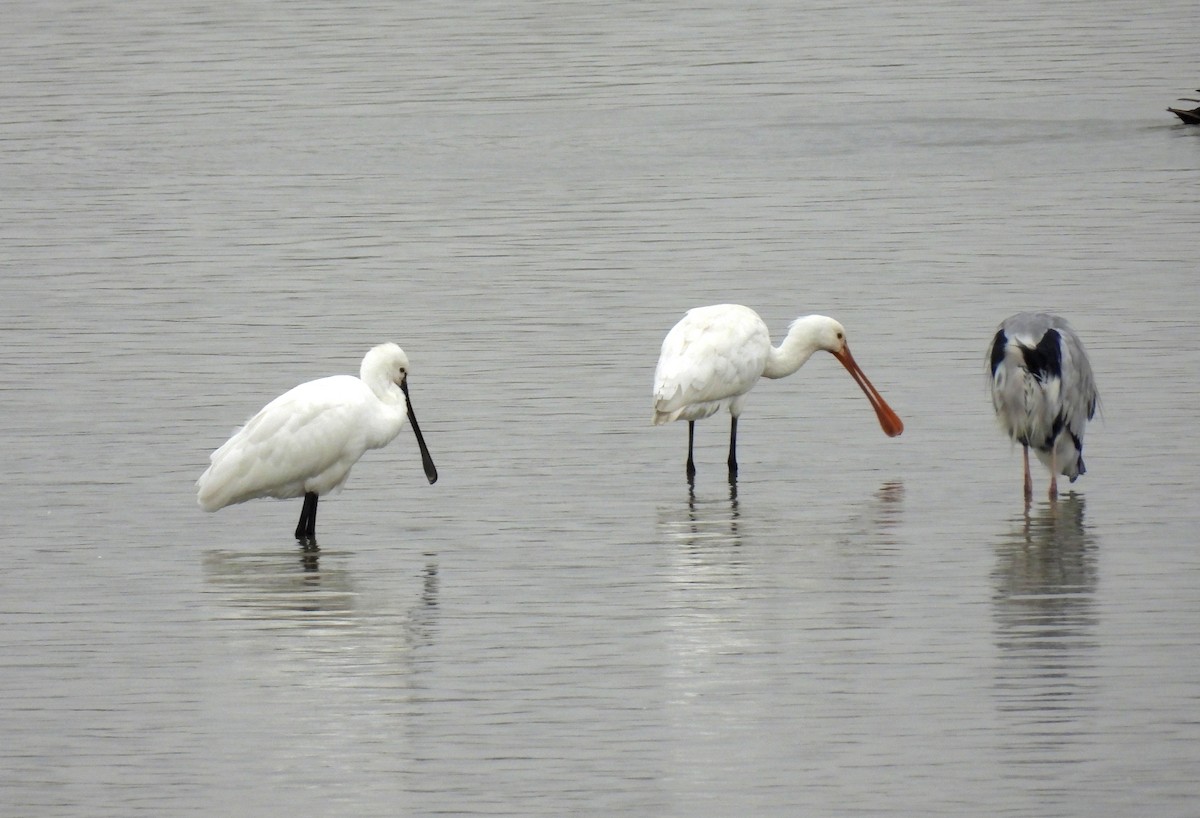 skjestork - ML643267061