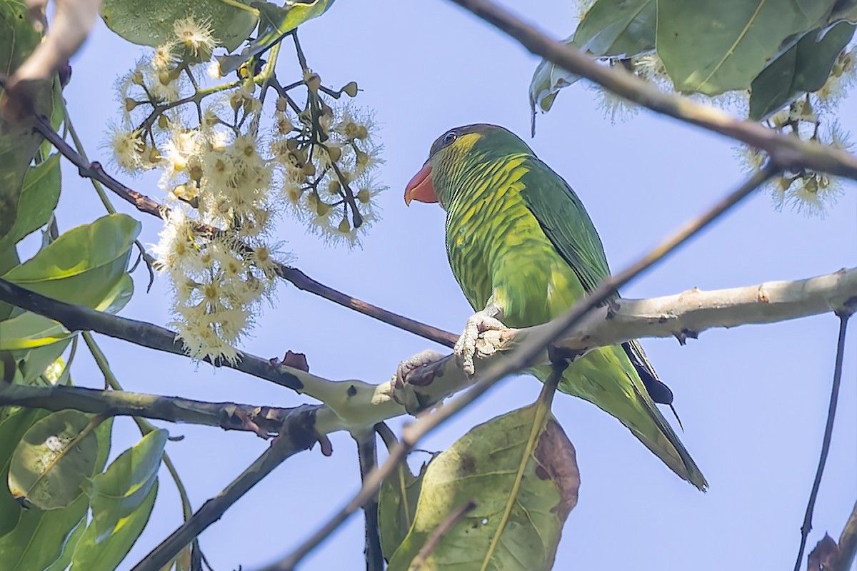 Yellow-cheeked Lorikeet - ML643267074