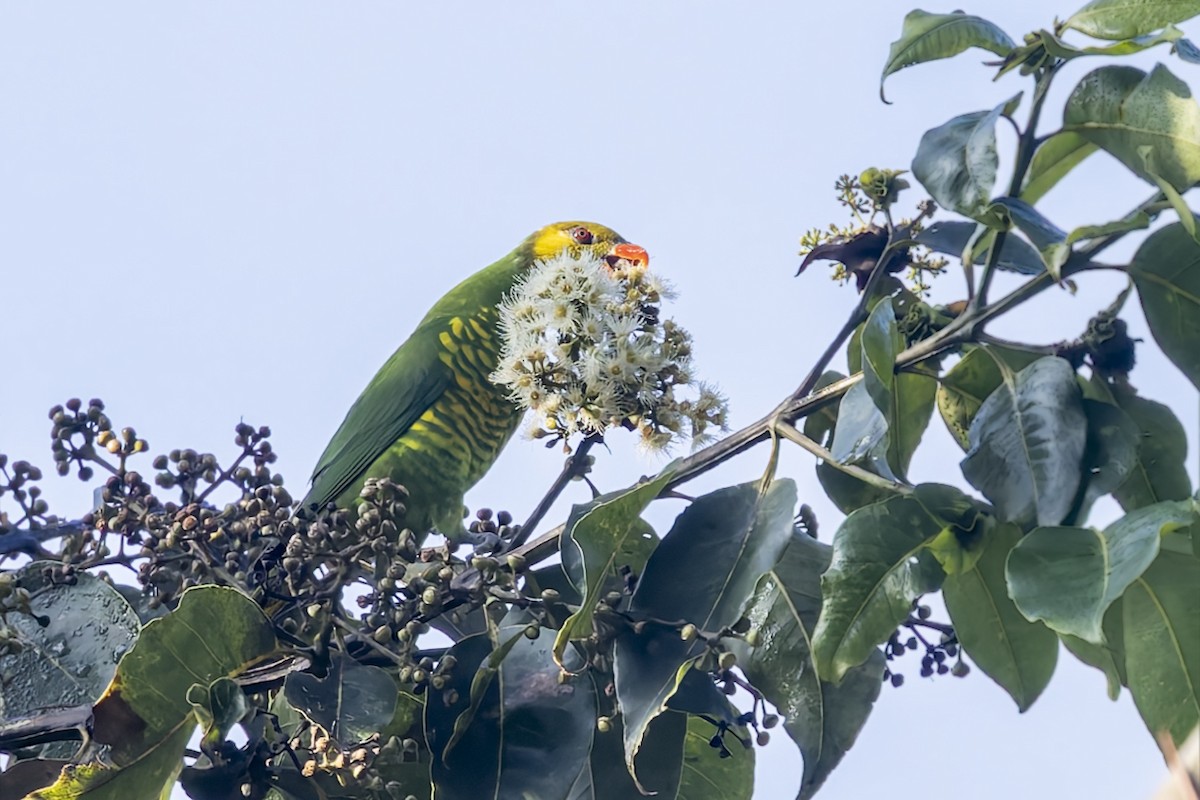 Yellow-cheeked Lorikeet - ML643267075