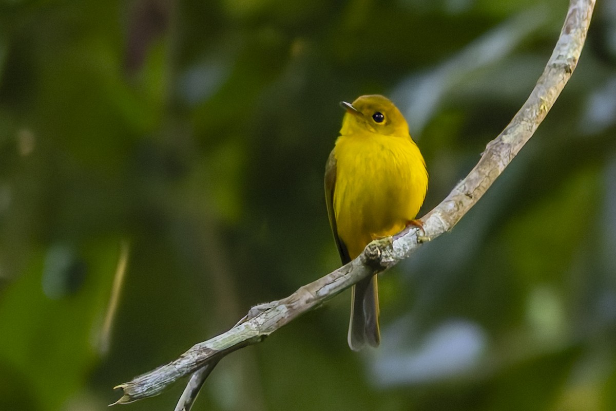 Citrine Canary-Flycatcher - ML643267078