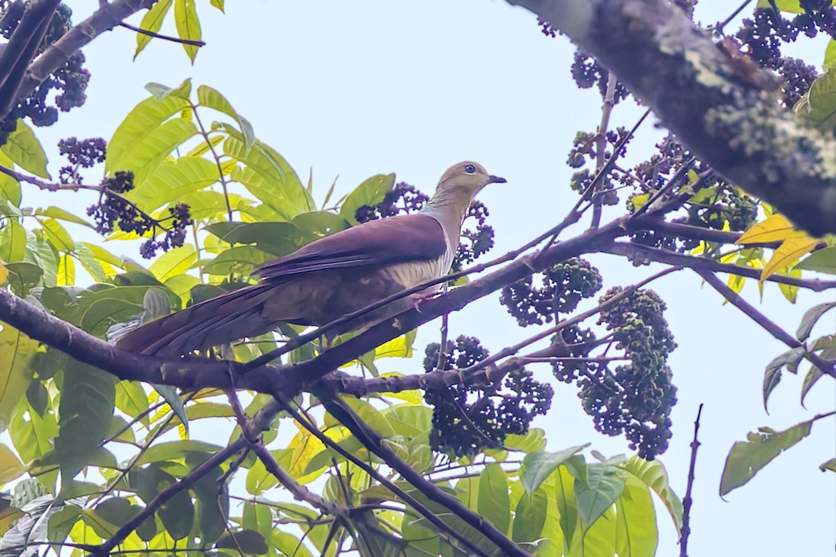 スルターンオナガバト - ML643267082