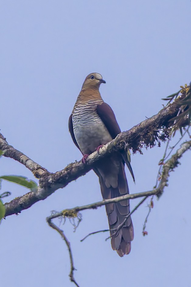 スルターンオナガバト - ML643267088