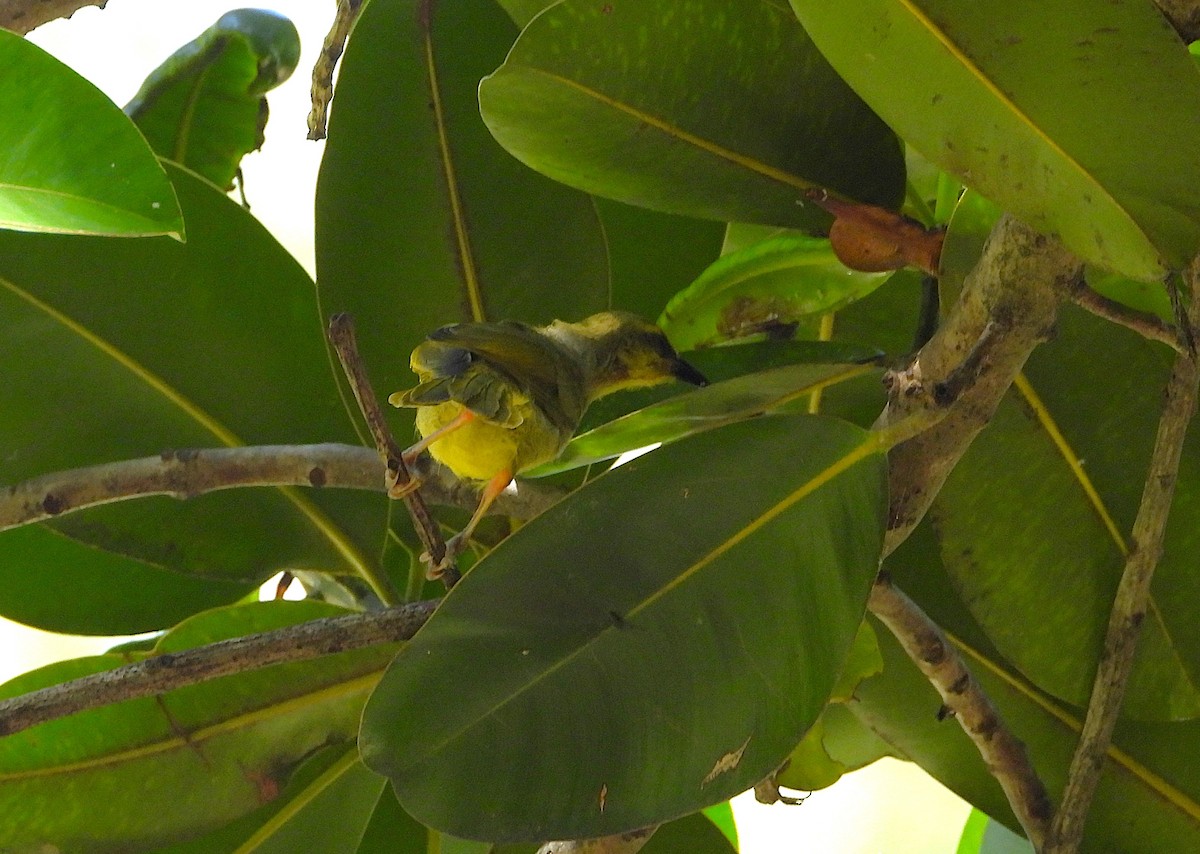 Yellow Honeyeater - ML643267091