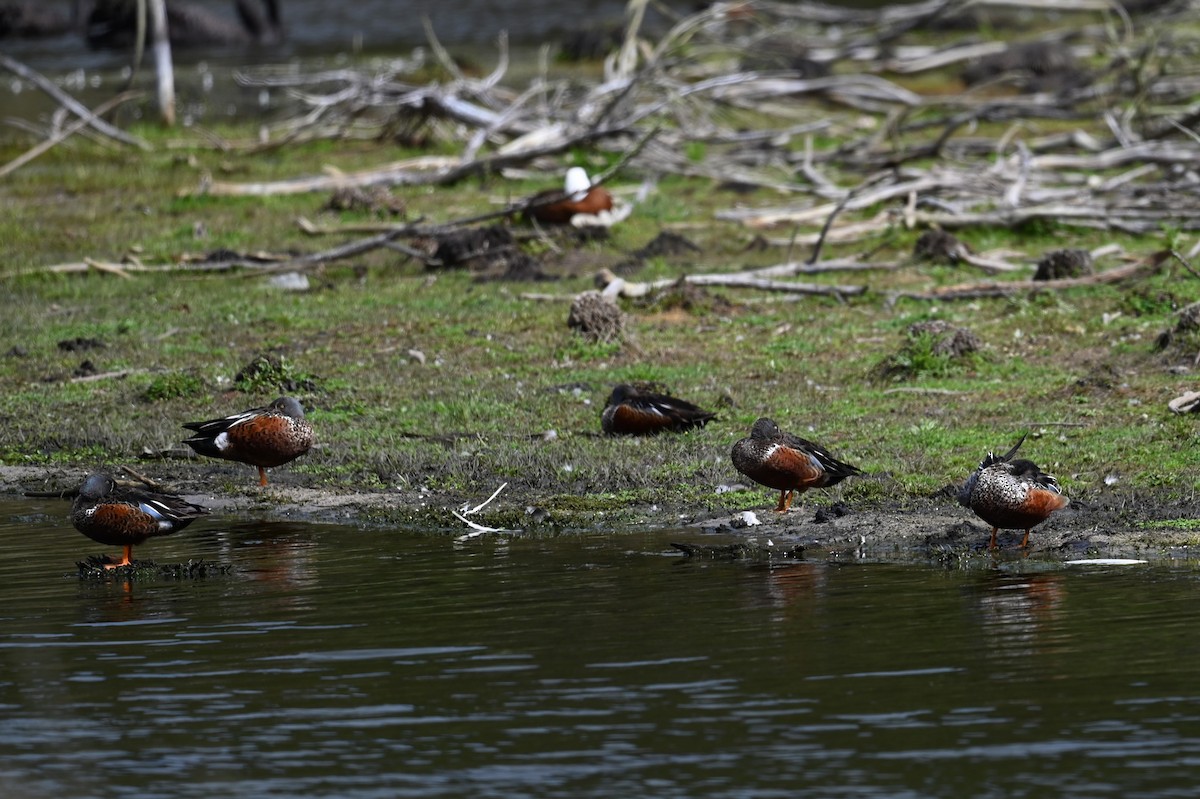 Australasian Shoveler - ML643267105