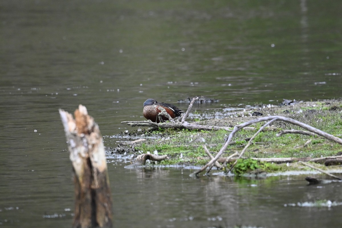 Australasian Shoveler - ML643267106