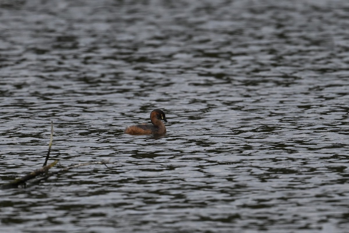 Australasian Grebe - ML643267116
