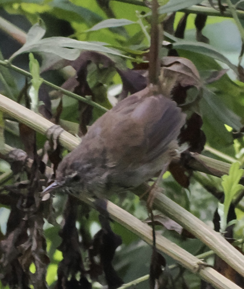 Black-throated Prinia - ML643267139