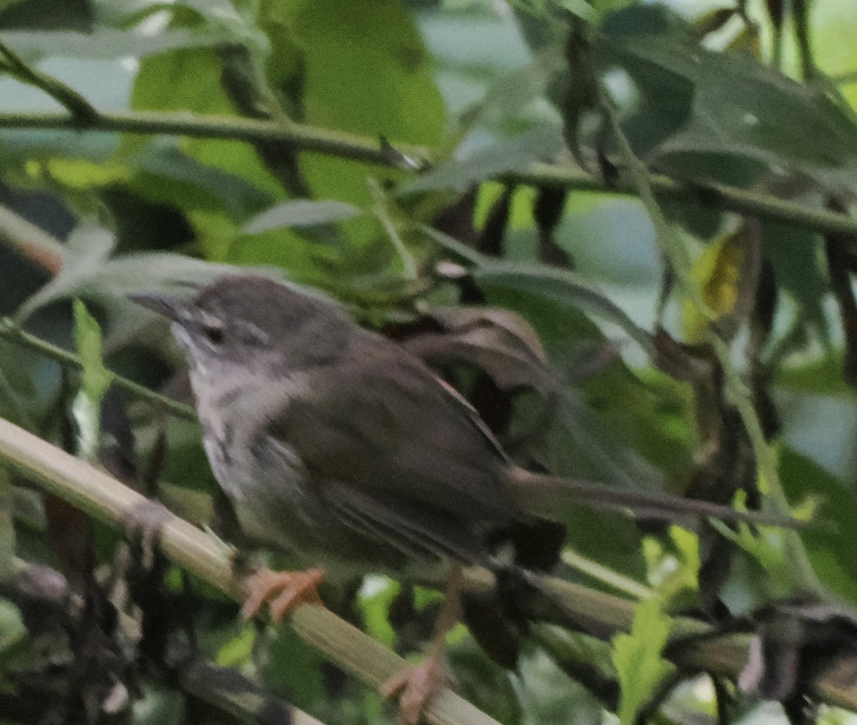 Black-throated Prinia - ML643267140