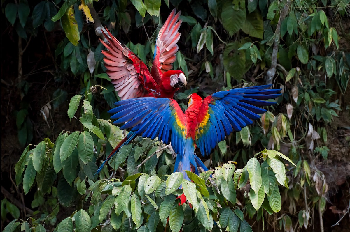 Scarlet Macaw - ML643267146