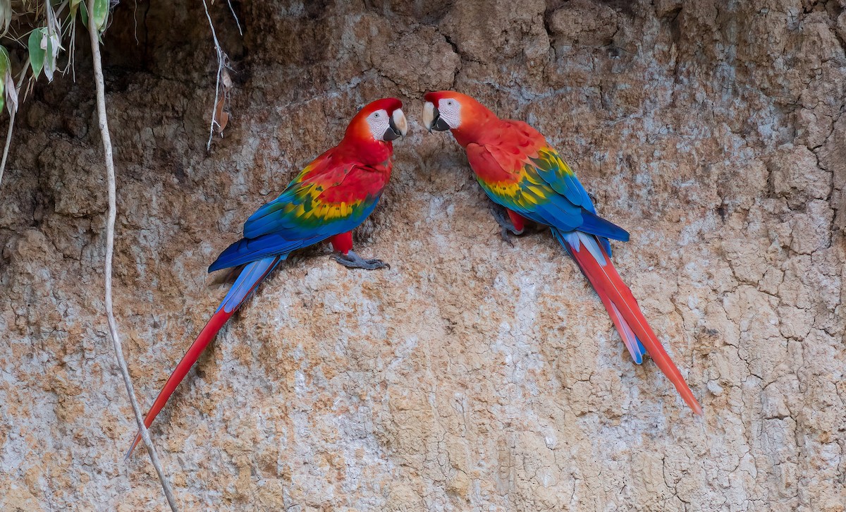 Scarlet Macaw - ML643267147