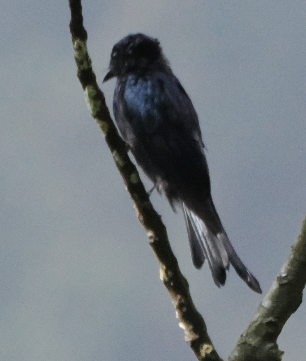 Bronzed Drongo - ML643267149