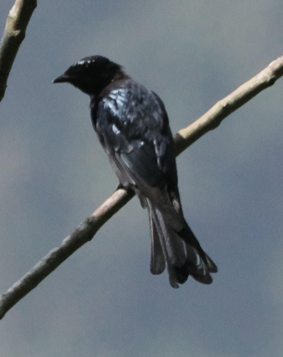 Bronzed Drongo - ML643267150