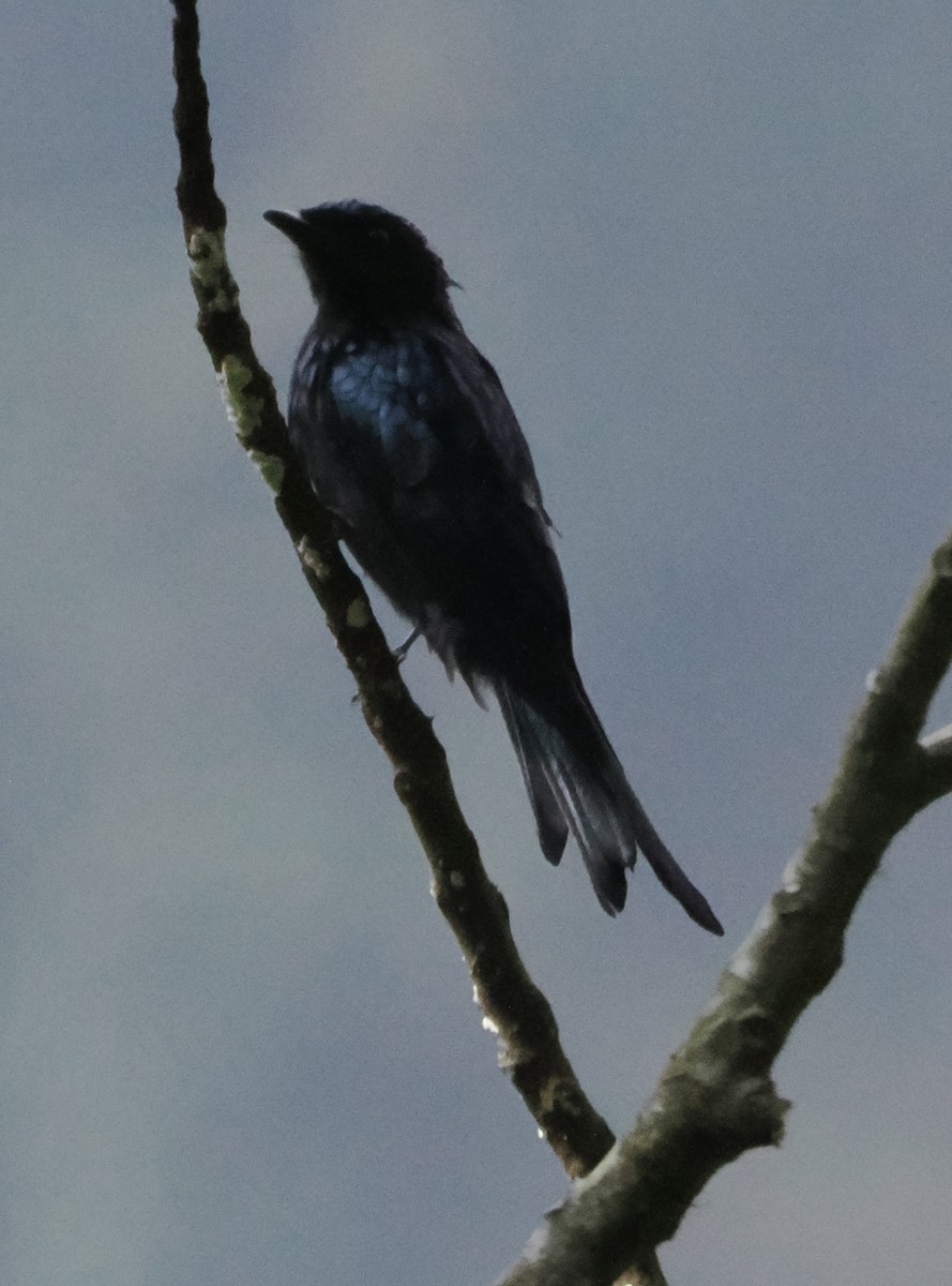Bronzed Drongo - ML643267151
