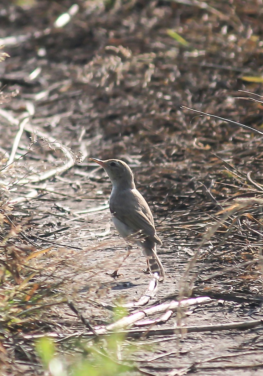 Халиун заараг - ML643267153