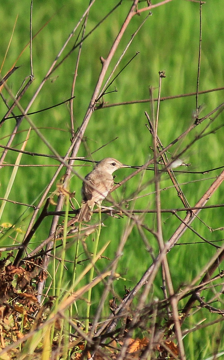 Халиун заараг - ML643267155