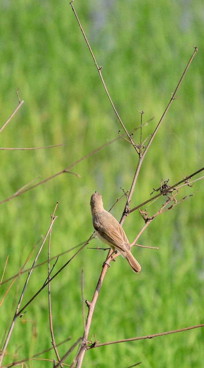 Халиун заараг - ML643267156