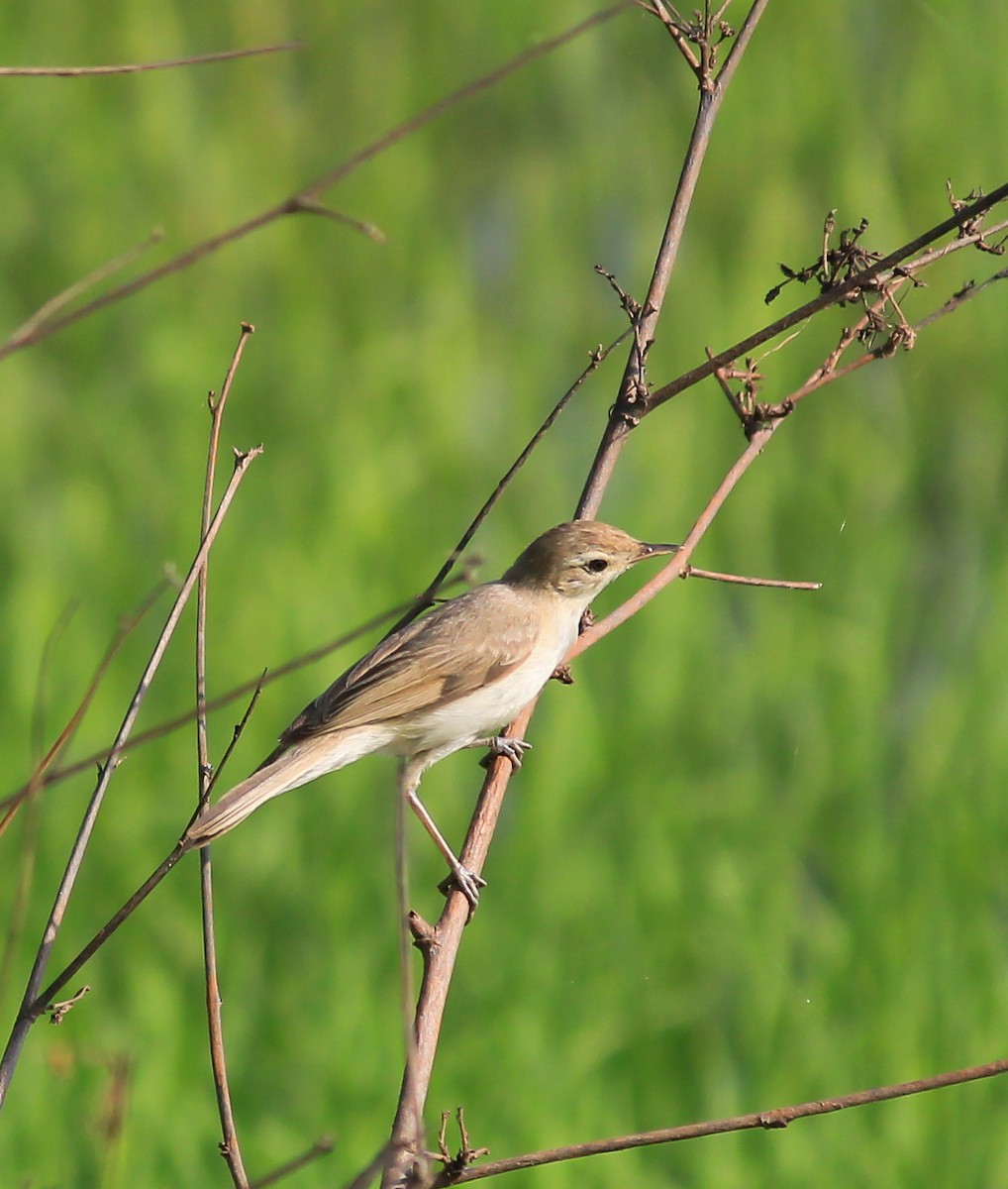 Халиун заараг - ML643267157