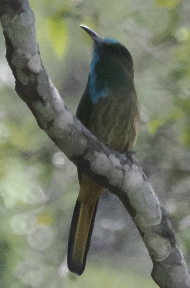 Blaubartspint - ML643267158