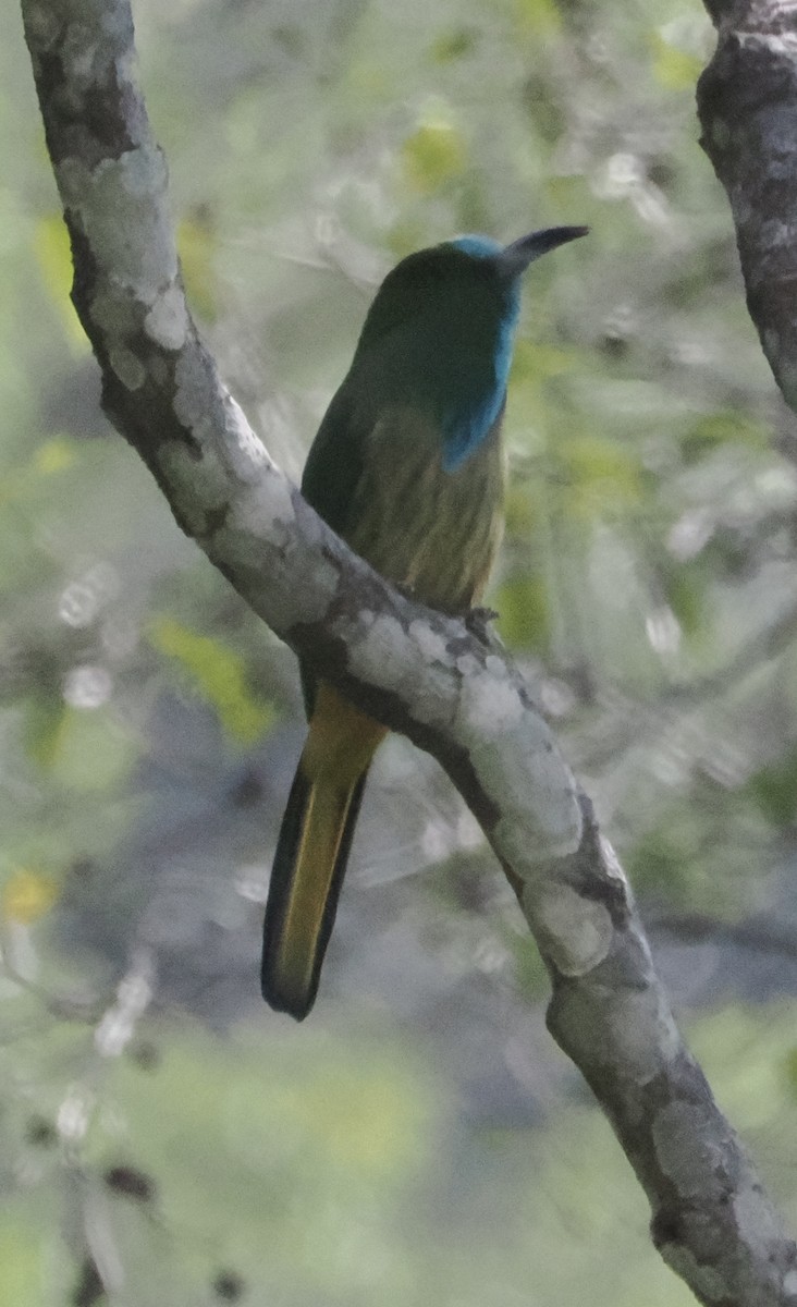 Blaubartspint - ML643267160