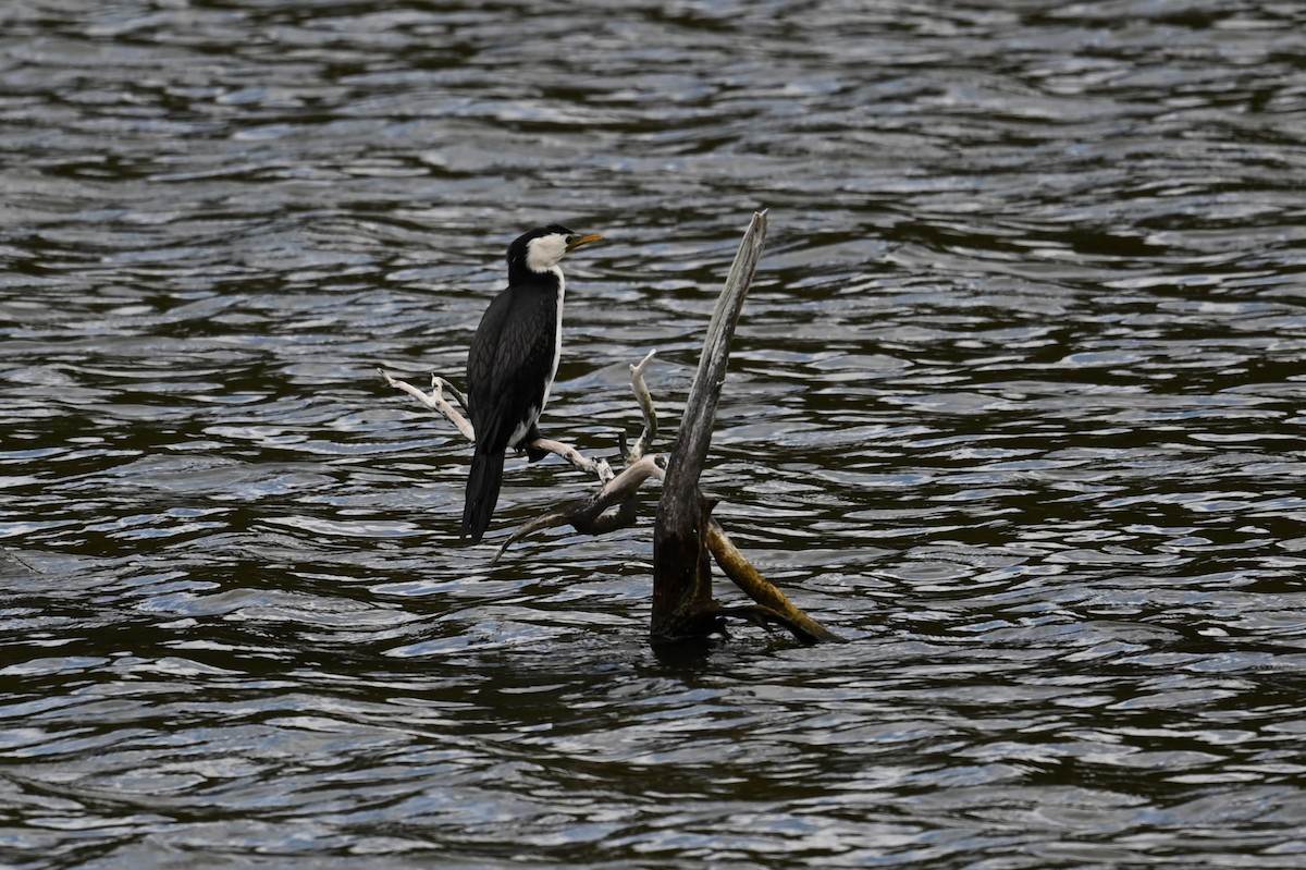 Little Pied Cormorant - ML643267175