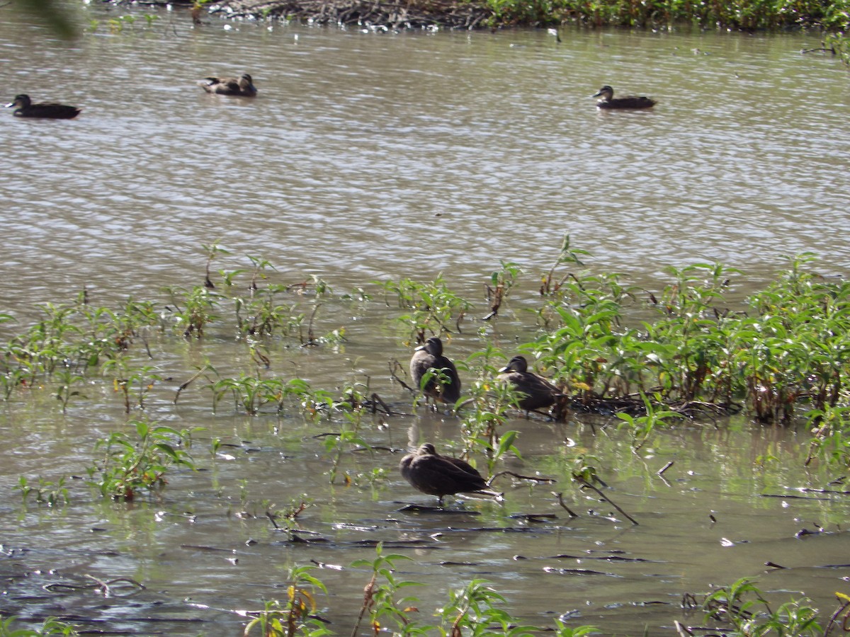 Pacific Black Duck - ML643267183