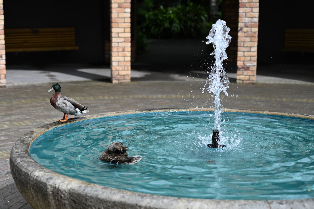 Canard colvert - ML643267184