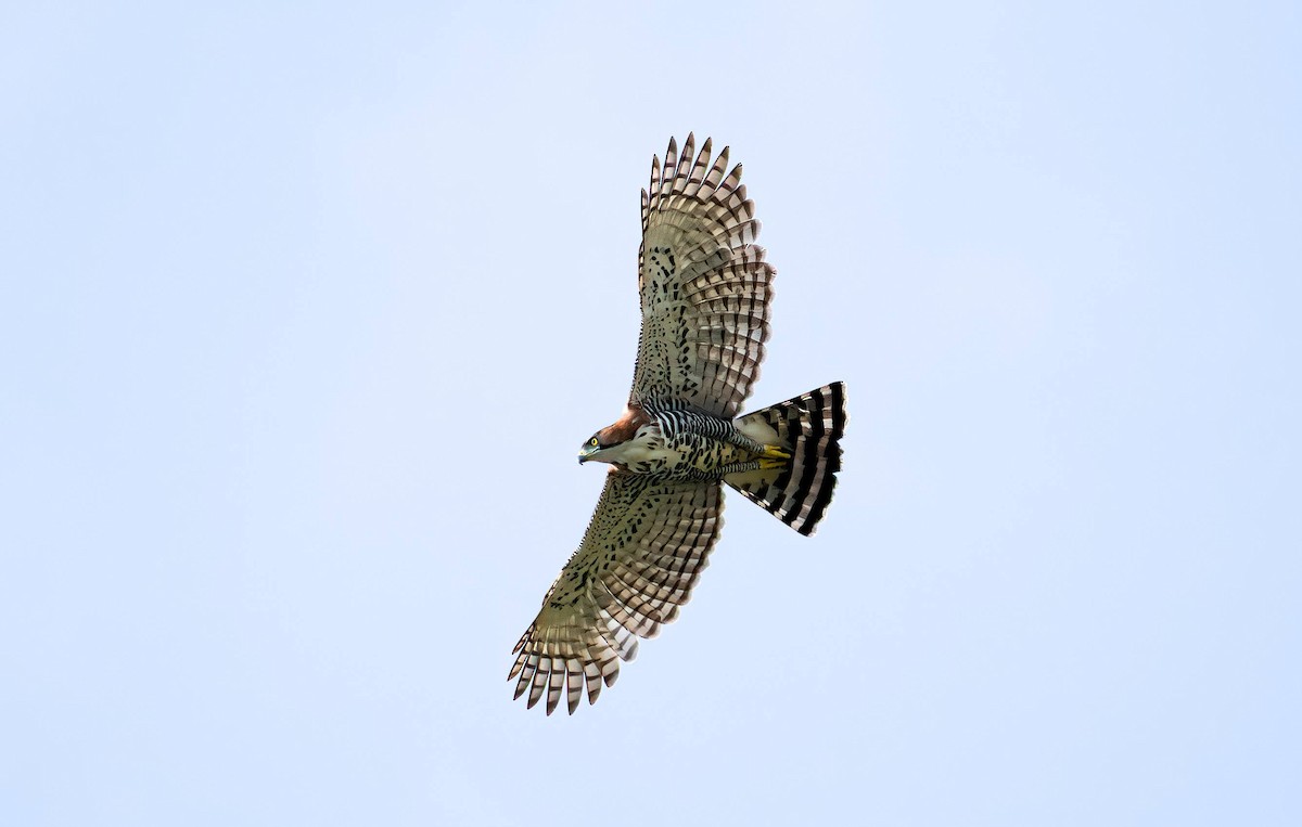 Ornate Hawk-Eagle - ML643267193