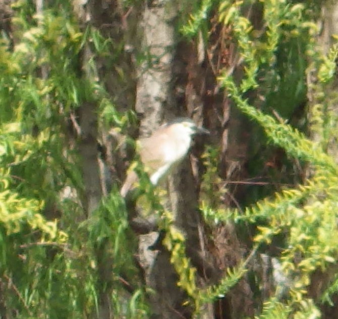 Nankeen Night Heron - ML643267203