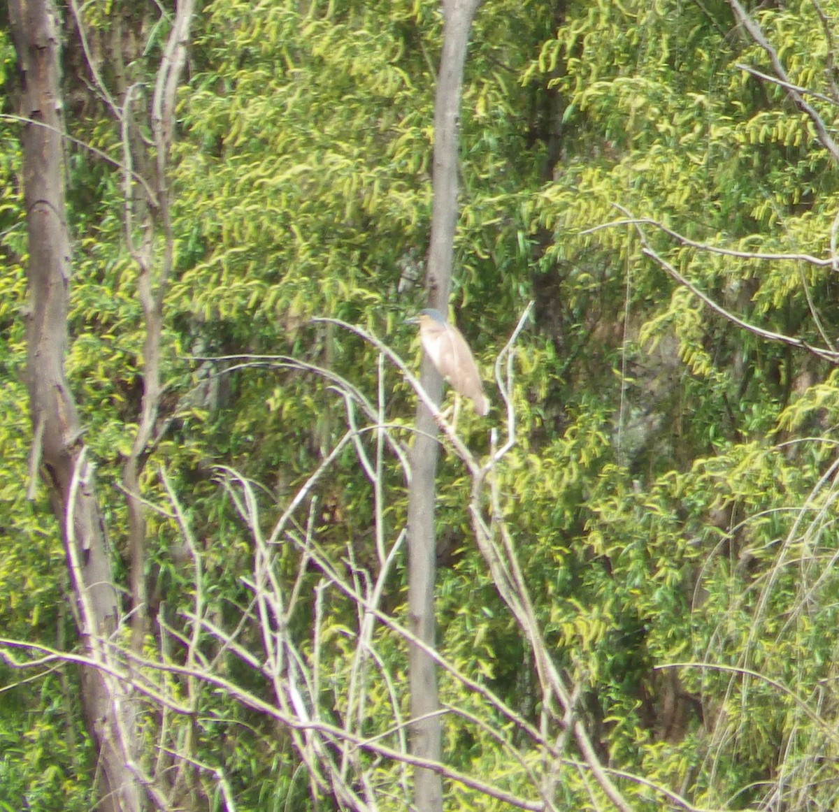 Nankeen Night Heron - ML643267204