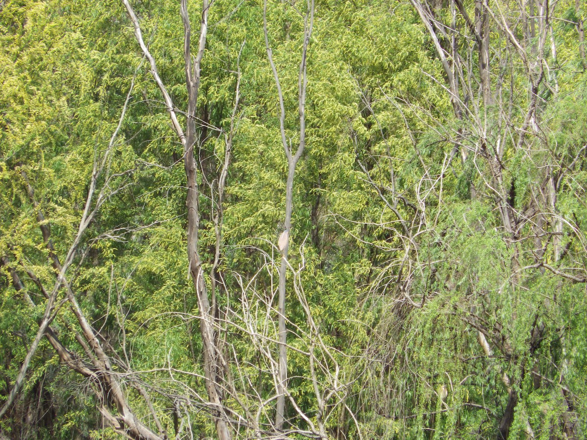 Nankeen Night Heron - ML643267205