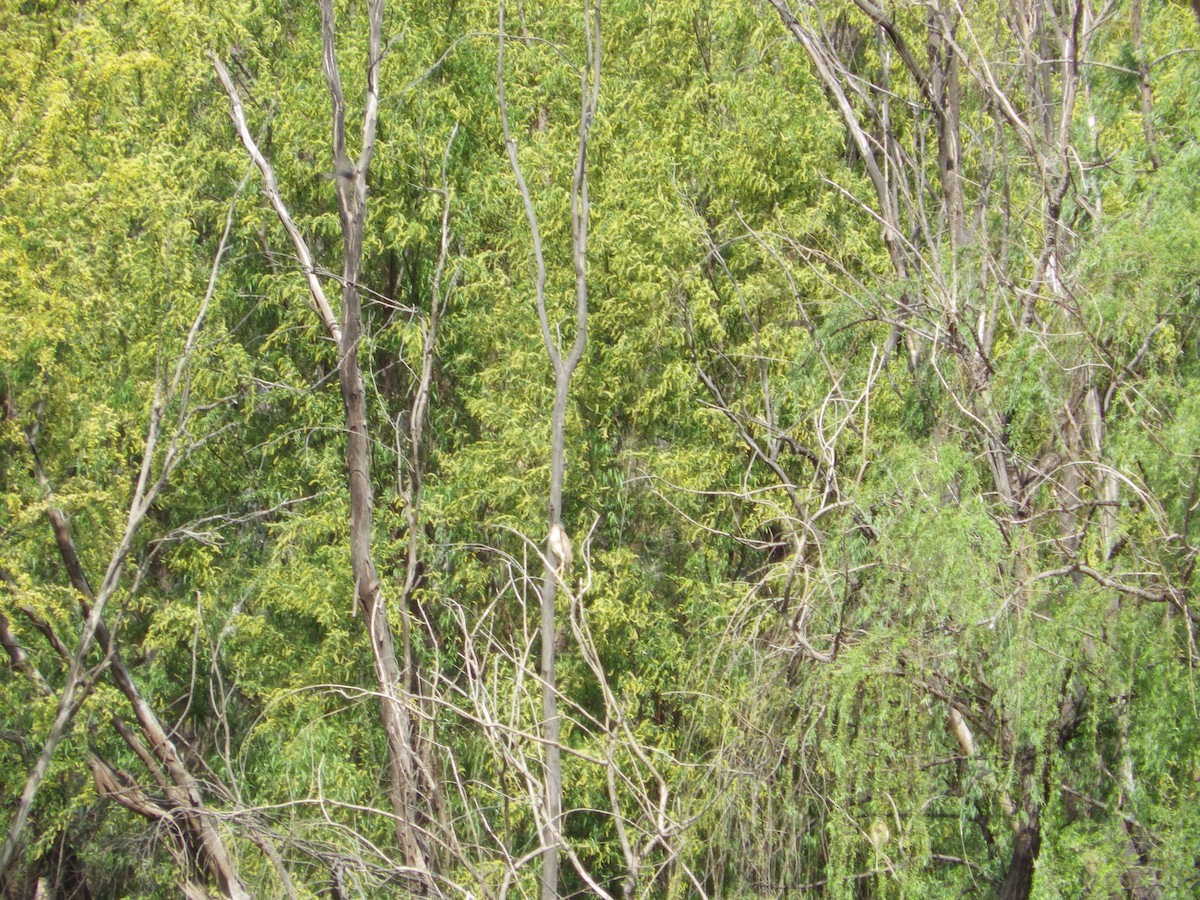 Nankeen Night Heron - ML643267206