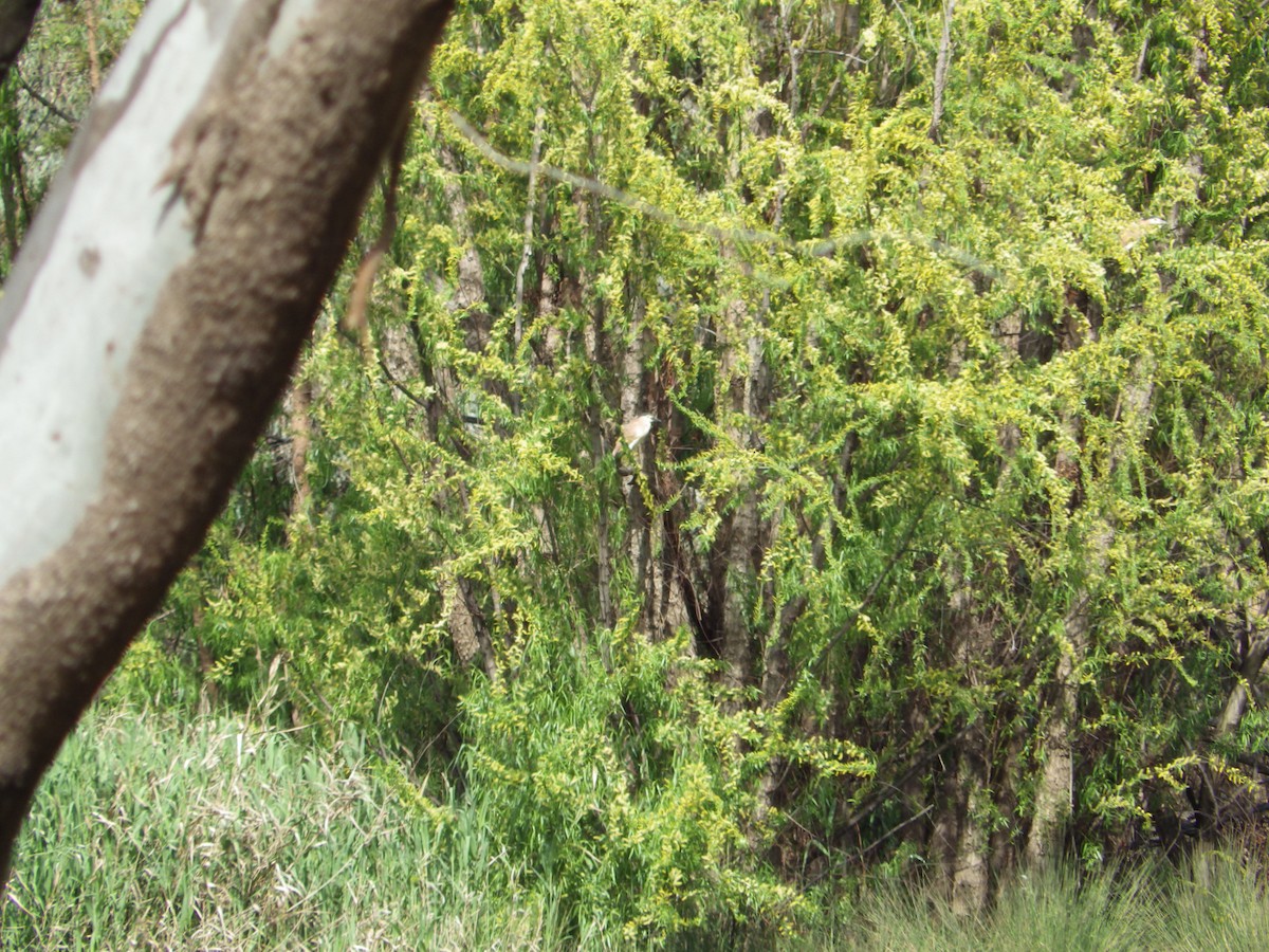 Nankeen Night Heron - ML643267207