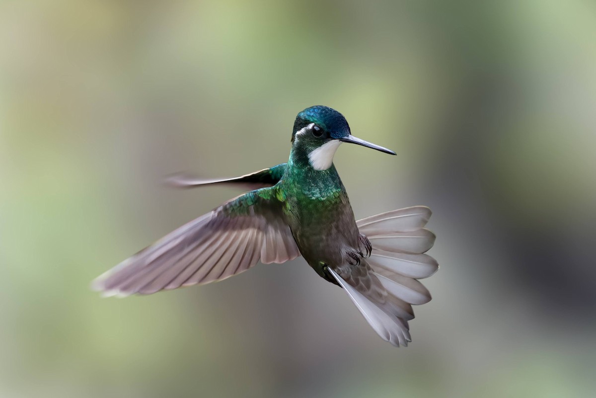 White-throated Mountain-gem - ML643267208